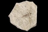 Fossil March Fly (Plecia) - Green River Formation #154509-1